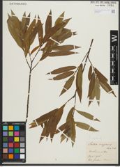 Foto von Salix rigida Muhl.